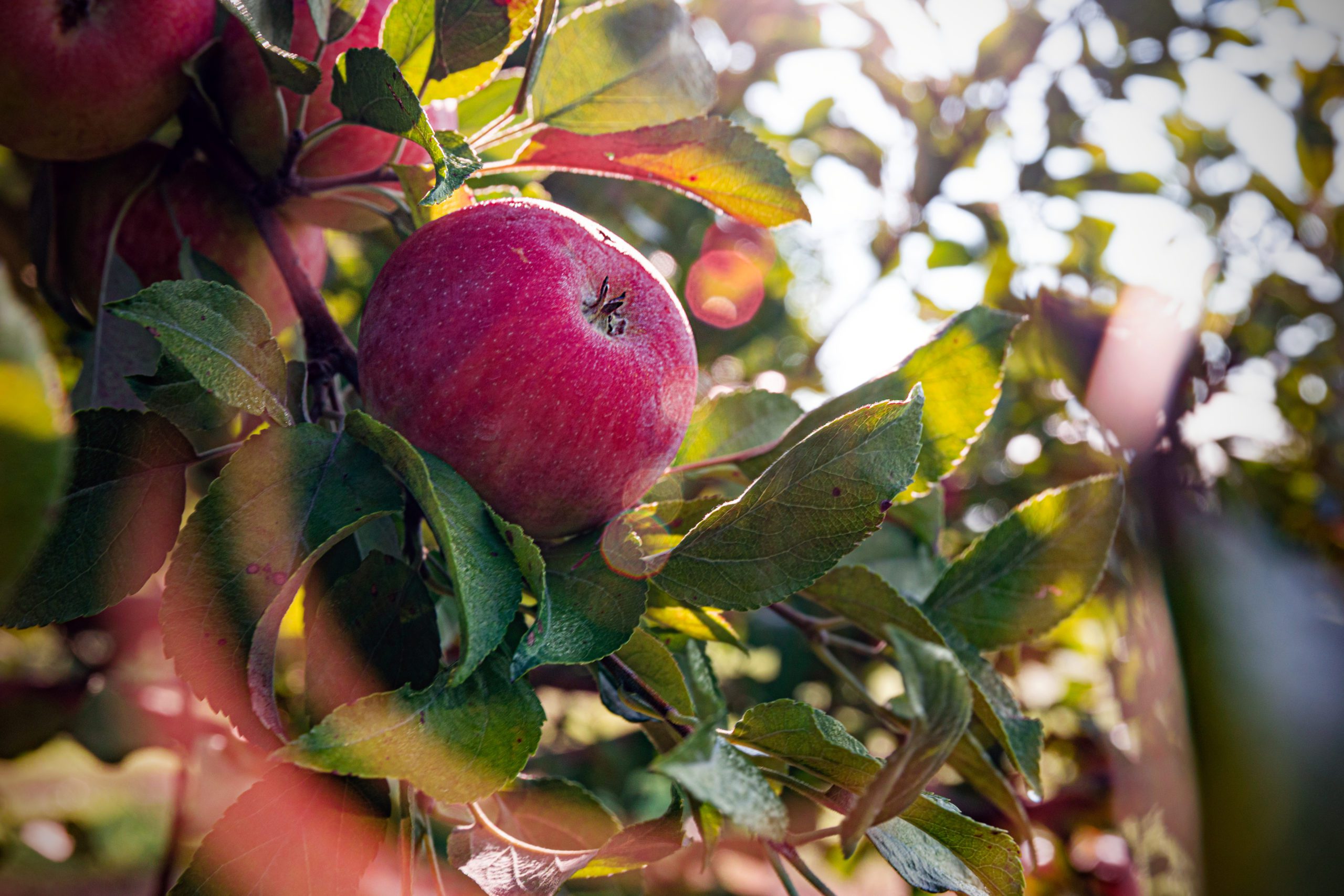 emma krumbees apple orchard case study